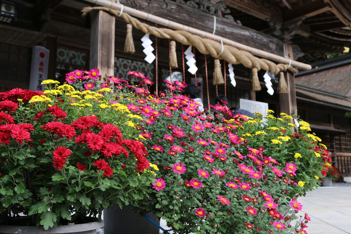森町菊盛会 『菊花展』開催のご案内 ～11月12日(月)までの展示となります