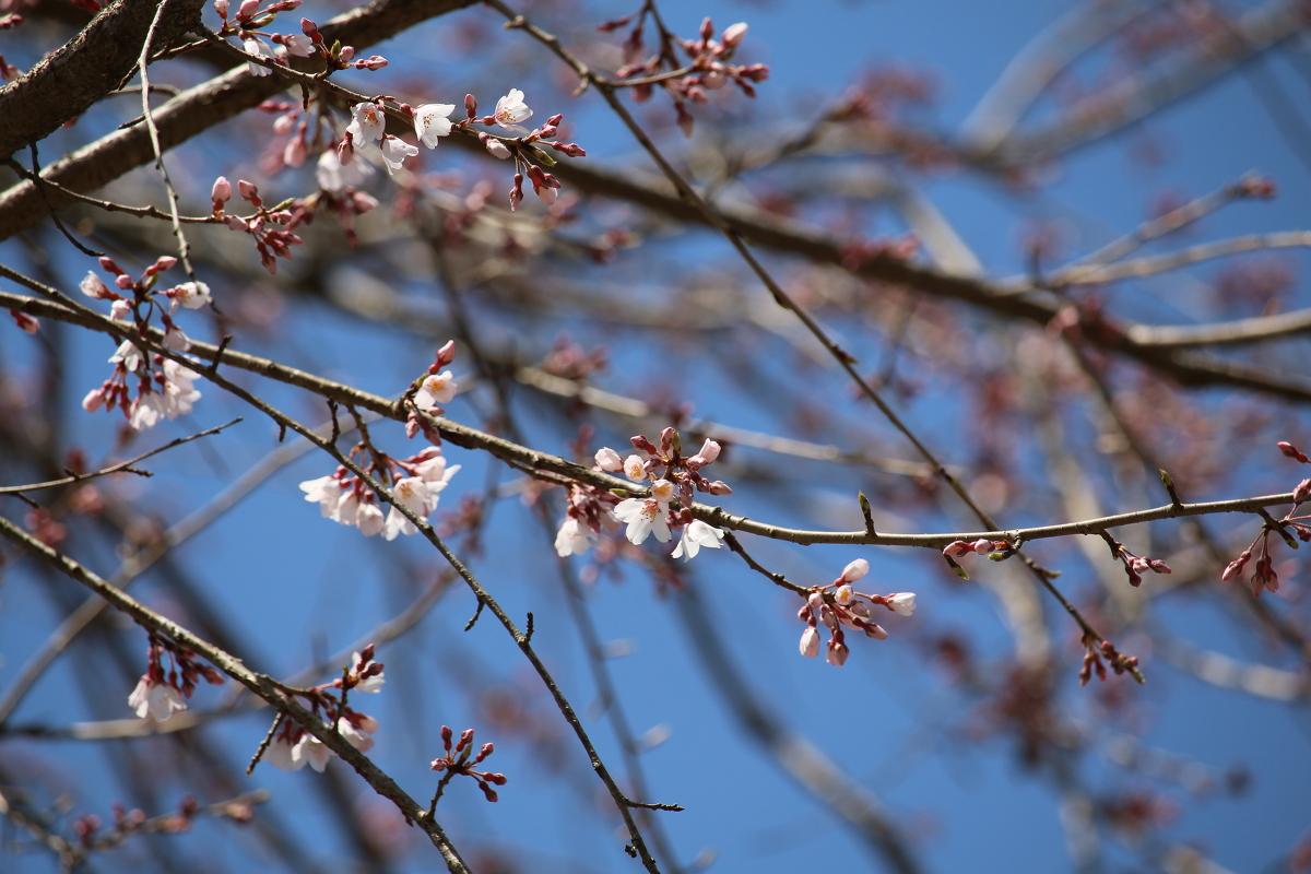 ■小國神社 平成29年春 桜開花状況！！！！①■ 『一分咲き』