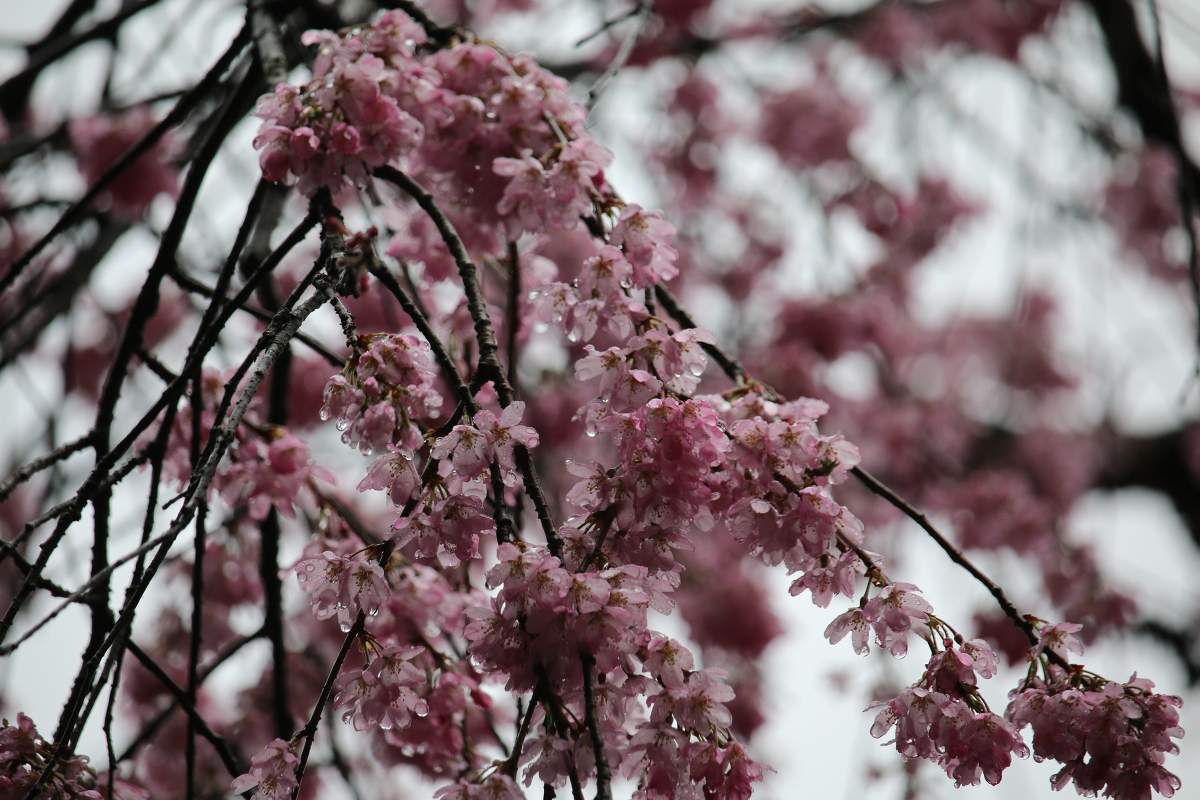 ■小國神社 平成29年春 桜開花状況！！！！⑥■ 『五分咲き』、木により『満開』『散り始め』