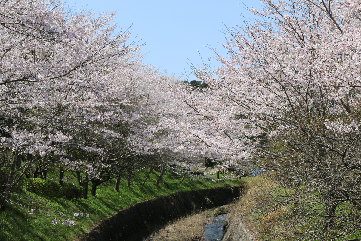 ■小國神社 平成29年春 桜開花状況！！！！⑧■ 『満開』、木により『散り始め』