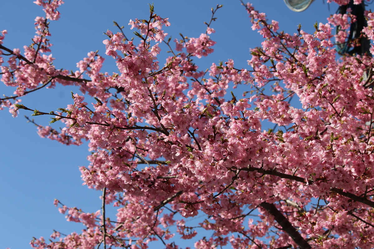 斎庭の草花 春の訪れ『河津桜』の開花！！！ ◆明治天皇御製（ぎょせい）・昭憲皇太后御歌（みうた）に親しむ◆