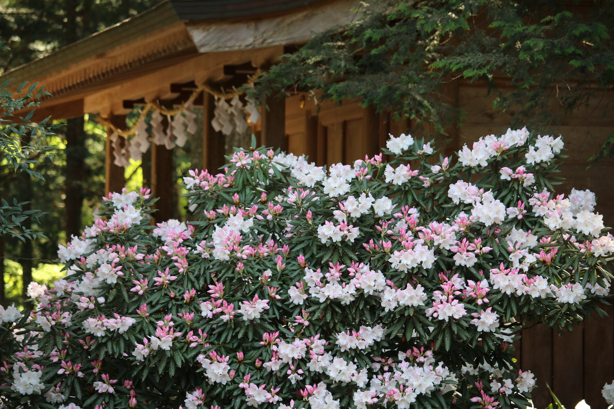斎庭の草花『シャクナゲ』が見頃を迎えております～桜開花状況更新修了のお知らせ～