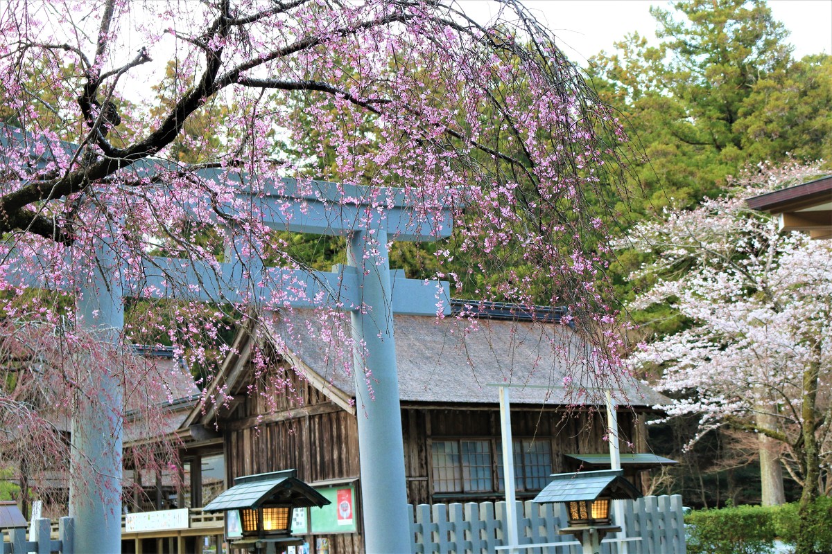 平成３１年小國神社 桜開花状況のお知らせ②！！！と「桜と日本文化のお話」