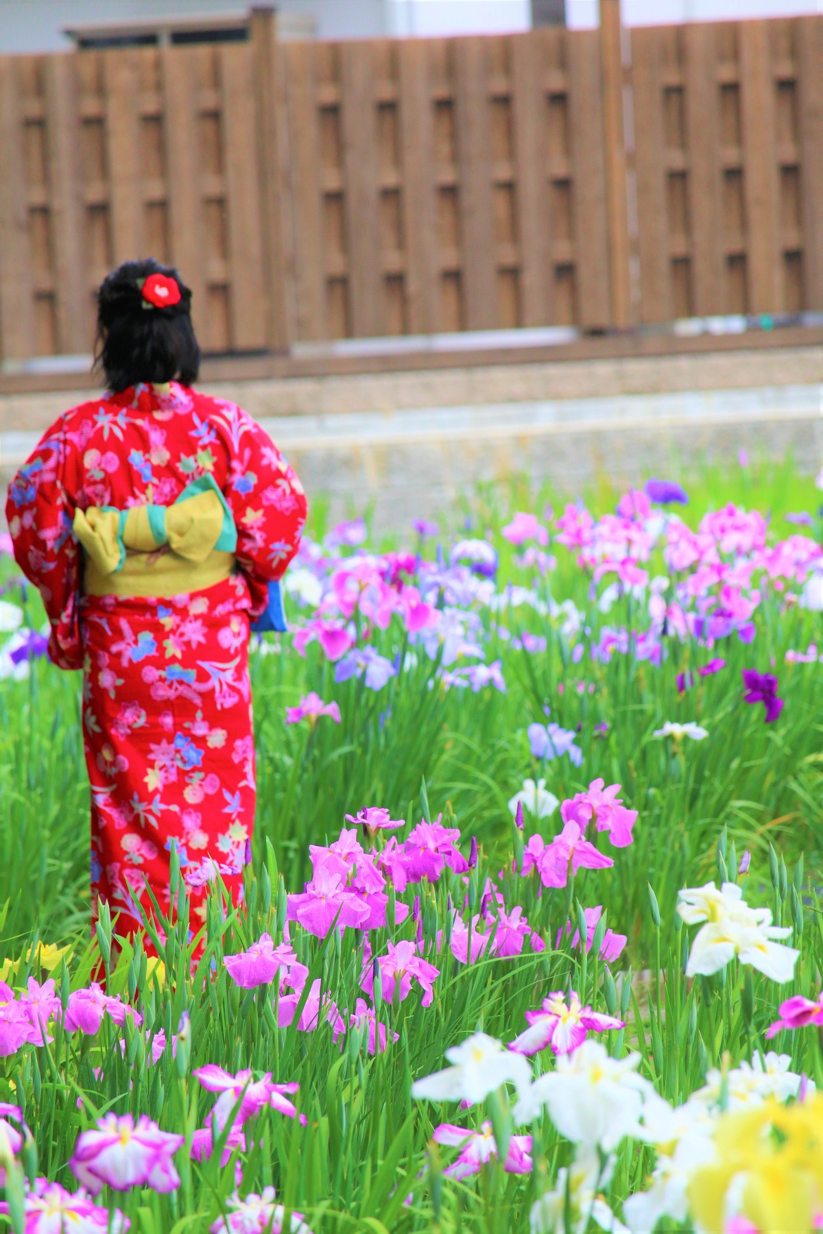 日本の風情、初夏の風物詩『一宮花しょうぶ園』が見頃を迎えています。本年は６月１４日まで開園いたします。