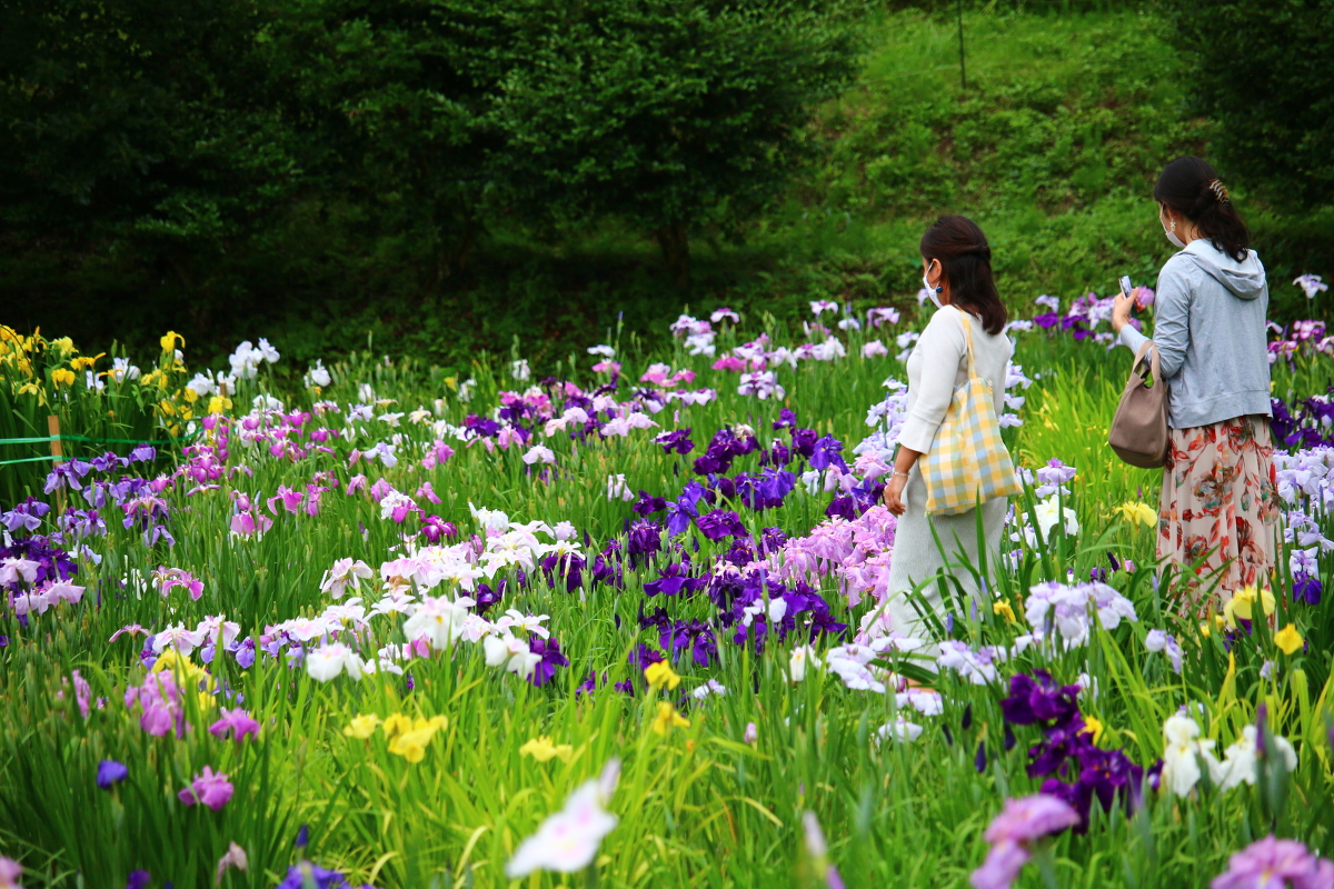 日本の風情、初夏の風物詩『一宮花しょうぶ園』が見頃を迎えています。