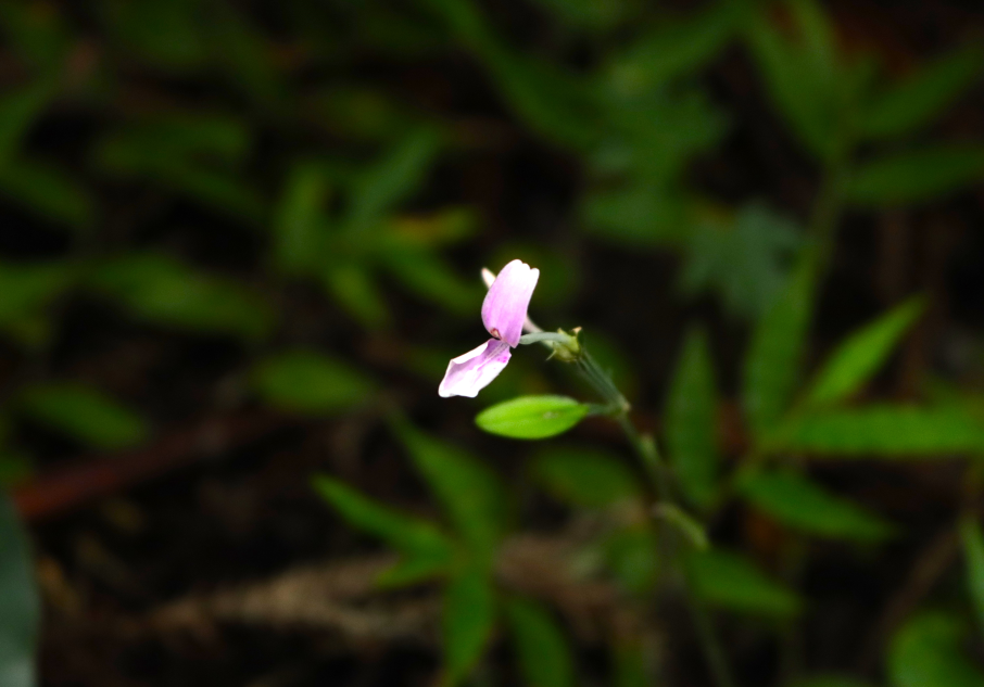 癒しの斎庭 季節を告げる花々が開花しています～ハグロソウ・キンミズヒキ・シュウカイドウなど～ ◆明治天皇御製（ぎょせい）・昭憲皇太后御歌（みうた）に親しむ◆