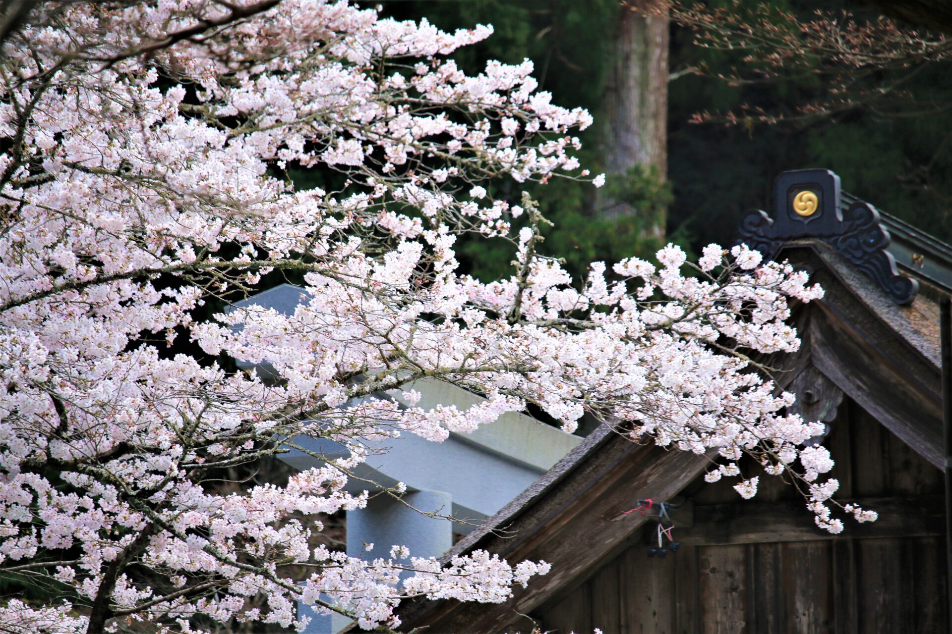 遠州遠江国一宮 小國神社
